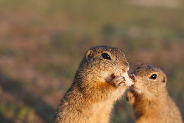 Naklejka na ściany i meble Two european ground squirrels standing in the field. Spermophilus citellus wildlife scene from nature. Two european sousliks eating on meadow