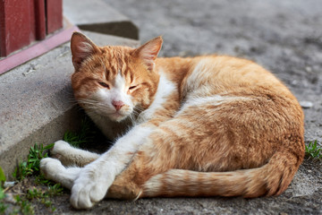 Cute red stray cat lying on the ground, homeless animal theme