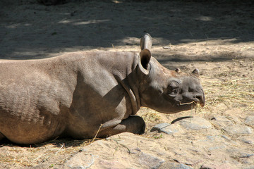 Fototapeta premium Portrait of an Black rhinoceros