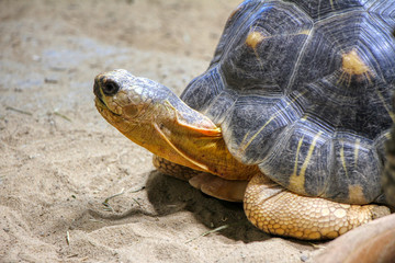 Portrait of a Radiated tortoise