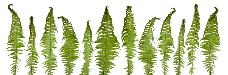 Beautiful fresh fern leaves in a row isolated on white can be used as background © Kanea
