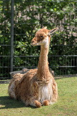 Portrait of a vicuna, South American camelids © Massimo Todaro