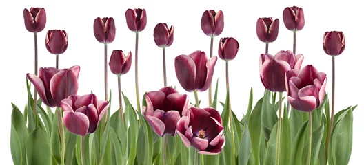   beautiful fresh tulips in a row isolated on white can be used as background © Kanea
