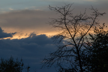 Fototapeta na wymiar Tree with a dramatic clouds as background