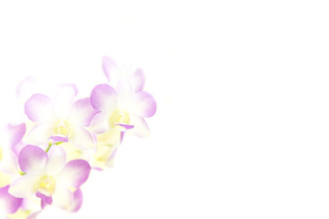 Soft focus of purplle orchidsflower with copy space.