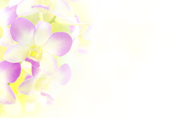 Obraz premium Soft focus of purplle orchidsflower with copy space.