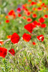moving red poppy flowers in sun day in grass