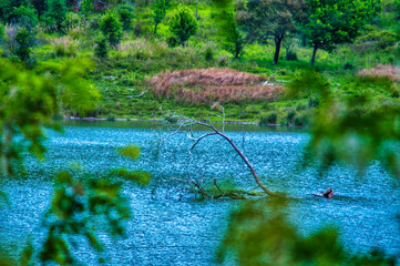 Naturalistic oasis of the lake Angitola, Calabria, Italy.
