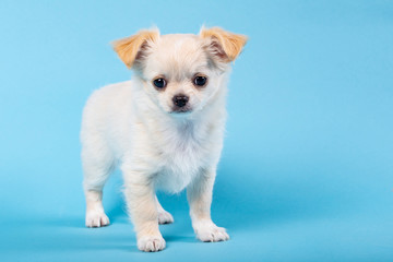 Fototapeta na wymiar Studio shot of a Chihuahua puppys on blue