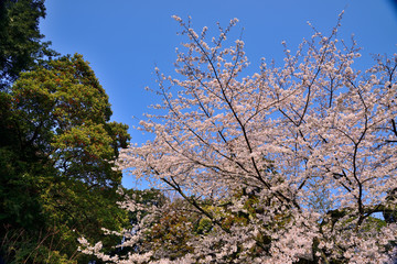 【神奈川県】横須賀市　諏訪大神社の桜