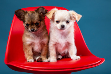 Studio shot of a Chihuahua puppys on red seat