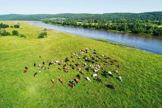 Aerial view of the herd of cows and sheep at green meadow near with river. Drone photo of plein air of river and green field with herd of cows and sheeps. Ural, Bashkiria, Russia.