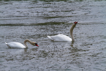 two swans swimming side by side on a lake