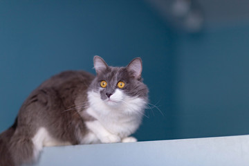 gray-white cat on a blue wall background