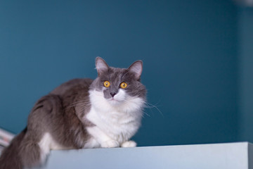 gray-white cat on a blue wall background