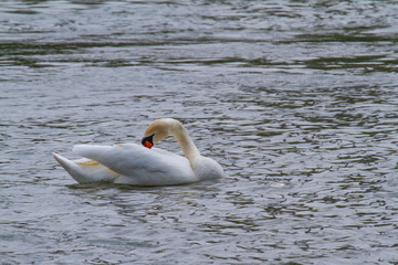 one swan swimming on a lake