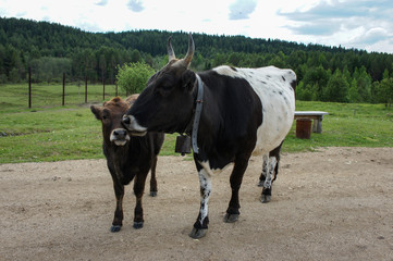 A cow with a black and white color grazes with her calf on the farm.
