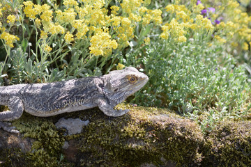 Bartagame mit Blumen