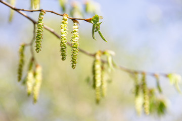 Catkins of hazel tree with young green leaves spreading pollen, soft focus, copy space. Bloom,...