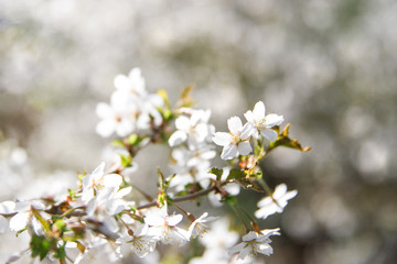 White flowers of cherry tree with young green leaves spreading pollen, soft focus, copy space. Bloom, spring allergy.