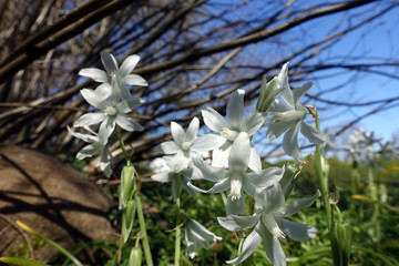 Nickender Milchstern (Ornithogalum nutans, Syn. Honorius nutans), auch Nickende Vogelmilch im Schlosspark von Schloss Burglund, Apenrade, Süddänemark, Dänemark