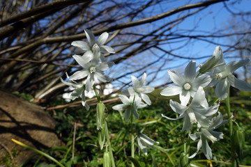Nickender Milchstern (Ornithogalum nutans, Syn. Honorius nutans), auch Nickende Vogelmilch im Schlosspark von Schloss Burglund, Apenrade, Süddänemark, Dänemark