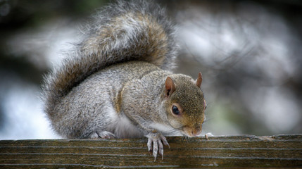 Squirrel looking for peanuts