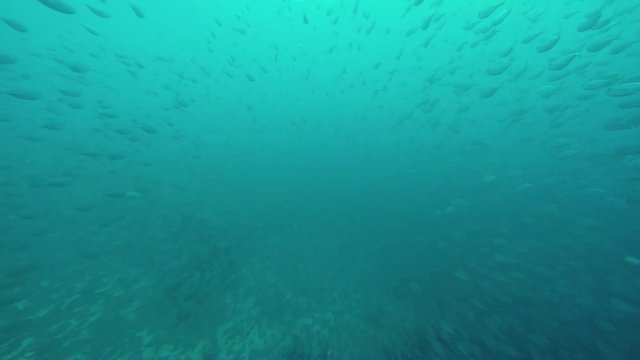 A gigantic swarm or school of silver Fusilier fishes (Caesio striatus) swimming around me while diving the reef of the tropical island Bonaire in the caribbean