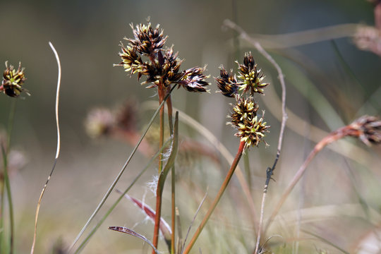 Feld-Hainsimse (Luzula campestris), auch Hasenbrot