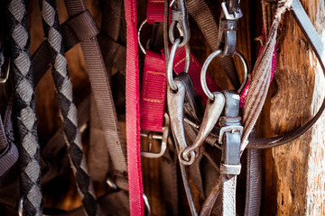 Matériel d'équitation, sangles lanières et mors © PicsArt
