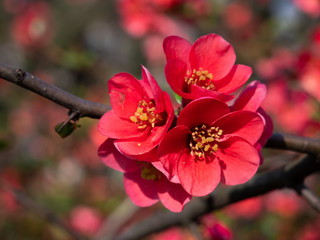 Zierquitte Blüte 