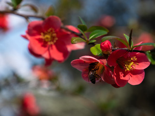 Zierquitte mit Biene 