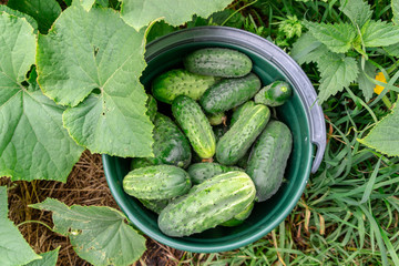 Freshly picked cucumbers in greenhouse. Bucket of cucumber harvest in garden, top view.