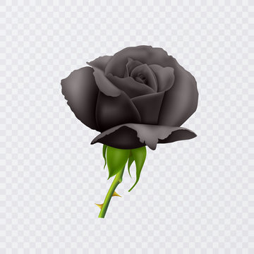 Beautiful Black rose on the short stem and with thorns isolated on white background, photo realistic vector Eps 10 illustration.