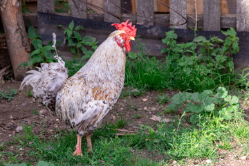 Bright Horizontal close–up portrait image in warm colors with selective focus of a Dunghill cock...
