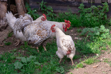 Bright Horizontal close–up portrait image in warm colors with selective focus of a Dunghill cock (rooster, Gallus, common cock, barnyard cock)