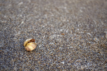 Fototapeta na wymiar Seashell on the Black Sea coast, Ukraine. Shallow depth of field.