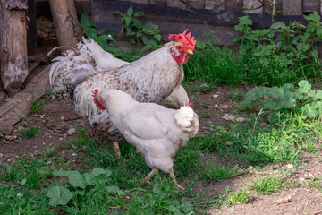 Bright Horizontal close–up portrait image in warm colors with selective focus of a Dunghill cock (rooster, Gallus, common cock, barnyard cock)