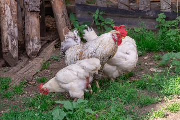 Bright Horizontal close–up portrait image in warm colors with selective focus of a Dunghill cock (rooster, Gallus, common cock, barnyard cock)