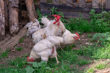 Bright Horizontal close–up portrait image in warm colors with selective focus of a Dunghill cock (rooster, Gallus, common cock, barnyard cock)