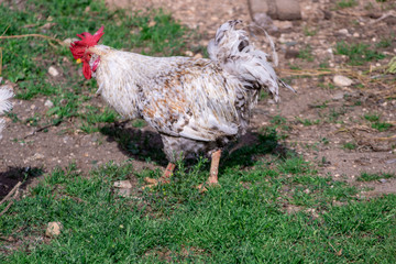Bright Horizontal close–up portrait image in warm colors with selective focus of a Dunghill cock (rooster, Gallus, common cock, barnyard cock)