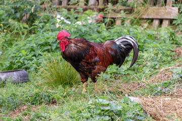Bright Horizontal close–up portrait image in warm colors with selective focus of a Dunghill cock (rooster, Gallus, common cock, barnyard cock)
