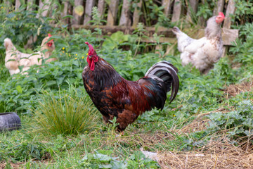 Rooster and Chickens. Free Range Cock and Hens