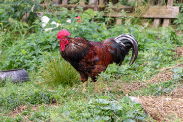 Bright Horizontal close–up portrait image in warm colors with selective focus of a Dunghill cock (rooster, Gallus, common cock, barnyard cock)