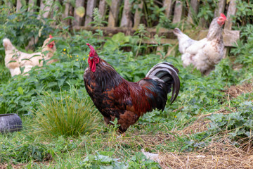Rooster and Chickens. Free Range Cock and Hens