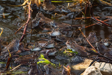 Common brown frogs gathered for mating season