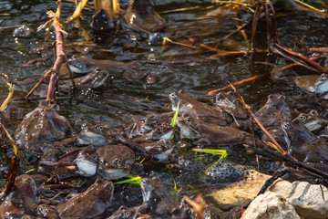 Fototapeta premium Common brown frogs gathered for mating season
