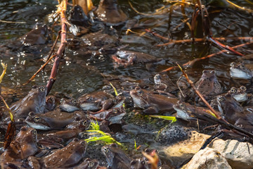 Fototapeta premium Common brown frogs gathered for mating season