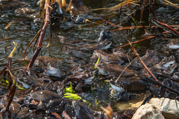 Common brown frogs gathered for mating season