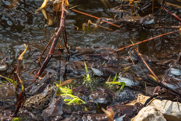 Common brown frogs gathered for mating season